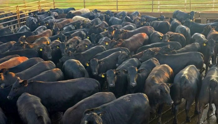 Novilhas_Angus_1953_Giro_Campo_Grande_MS_01.08.2025-1536×864.jpg Novilhas_Angus_1953_Giro_Campo_Grande_MS_01.08.2025-1536x864.jpg