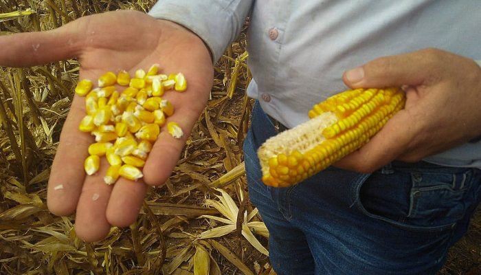 Pa1OU8eN-milho2.jpg