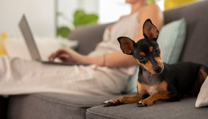 Pinscher-em-cima-de-um-sofa.jpg Pinscher-em-cima-de-um-sofa.jpg