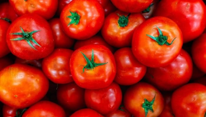Producao-de-tomates-cresce-em-Sao-Paulo-mesmo-com-periodo-de-seca.jpg Producao-de-tomates-cresce-em-Sao-Paulo-mesmo-com-periodo-de-seca.jpg