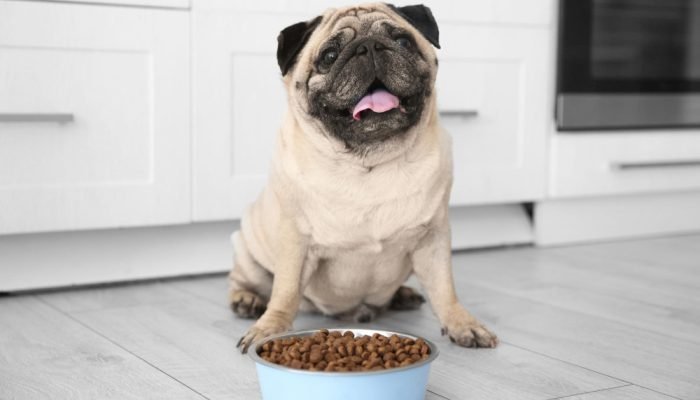 Pug-em-frente-a-um-pote-de-comida.jpg Pug-em-frente-a-um-pote-de-comida.jpg
