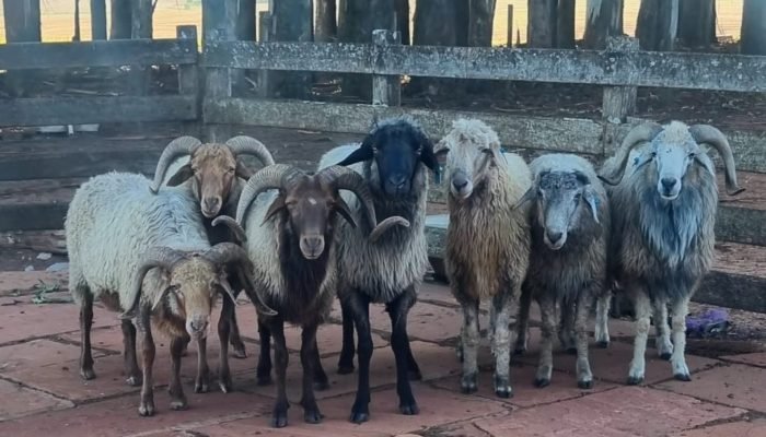 Raca-ovina-Karakul.jpg Raca-ovina-Karakul.jpg