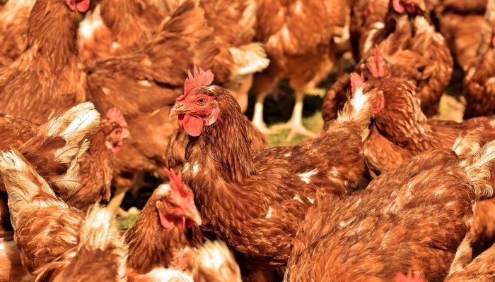 Ralph-pixabay-chicken-4170134_1920.jpg Ralph-pixabay-chicken-4170134_1920.jpg
