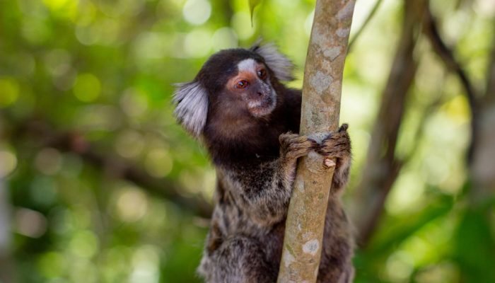 Sagui-em-uma-arvore.jpg Sagui-em-uma-arvore.jpg