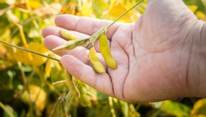 TAtrmi2s-soybean-pods-on-soybean-plantation-on-farmer-open-2022-11-15-10-48-17-utc-1536×1024.jpg TAtrmi2s-soybean-pods-on-soybean-plantation-on-farmer-open-2022-11-15-10-48-17-utc-1536x1024.jpg