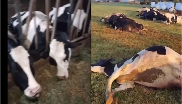 Vacas-mortas-eletrocutadas-Parana.jpg Vacas-mortas-eletrocutadas-Parana.jpg