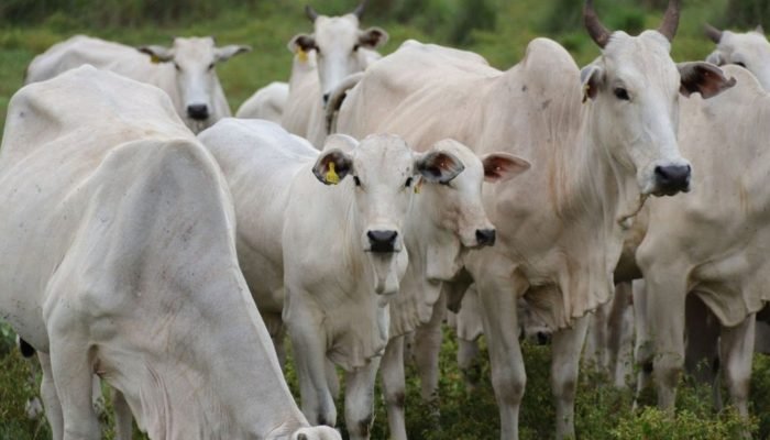 Vacas_bezerros_pastagem_21.07.2025-4-1536×864.jpg Vacas_bezerros_pastagem_21.07.2025-4-1536x864.jpg
