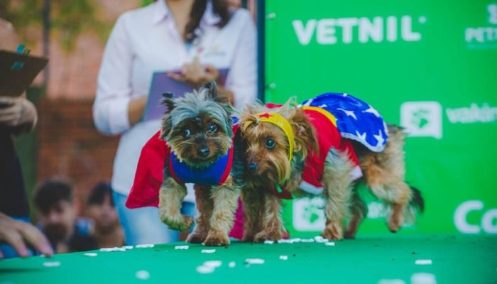 Vakinha-Pet_Desfile-Tematico1-scaled.jpeg