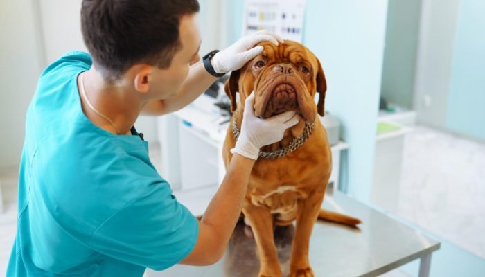 Veterinario-examinando-o-olho-de-um-cachorro.jpg Veterinario-examinando-o-olho-de-um-cachorro.jpg