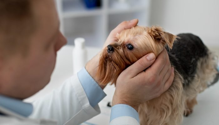 Yorkshire-no-veterinario.jpg Yorkshire-no-veterinario.jpg