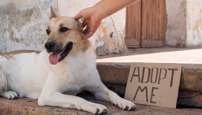 adocao-pet.png adocao-pet.png