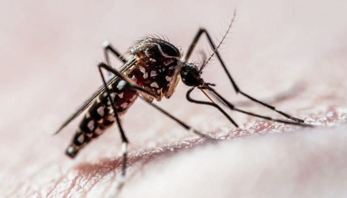 aedes-aegypti-e1718218266621.jpg aedes-aegypti-e1718218266621.jpg