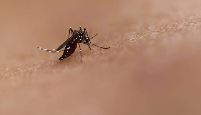 aedes-mosquito-c-niaid.webp.jpeg aedes-mosquito-c-niaid.webp.jpeg