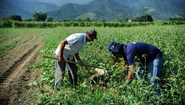 agricultura-familiar-no-brasil.jpg agricultura-familiar-no-brasil.jpg