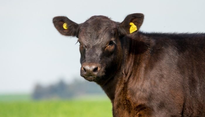 angus01-1536×1024.jpg angus01-1536x1024.jpg