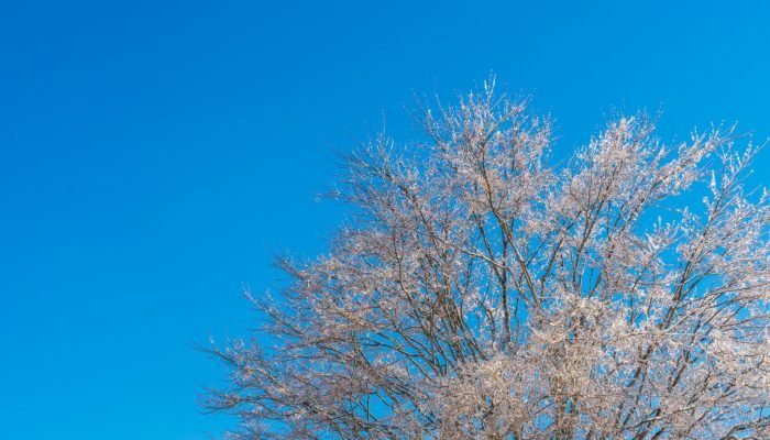 arvores-congeladas-no-inverno-com-ceu-azul-1536×1025.jpg arvores-congeladas-no-inverno-com-ceu-azul-1536x1025.jpg