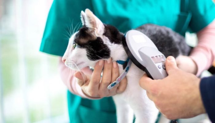 as-vantagens-da-microchipagem-em-caes-e-gatos-.jpg
