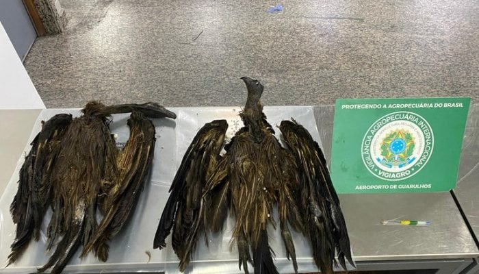 aves-apreensao-aeroporto-Mapa.jpeg aves-apreensao-aeroporto-Mapa.jpeg