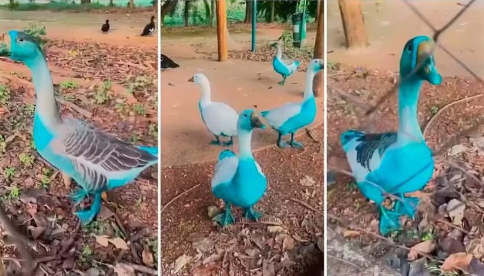 aves-azuis.jpg aves-azuis.jpg