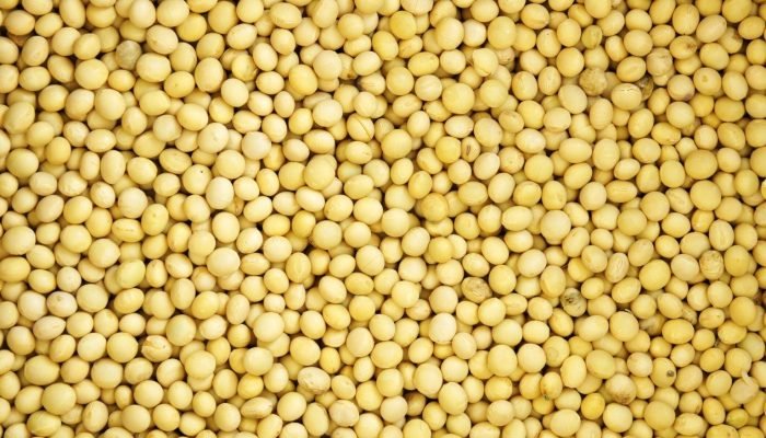 bean-1074110_1920-1536×1024.jpg bean-1074110_1920-1536x1024.jpg