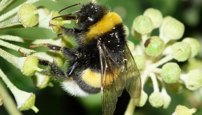 bee-952202-1536×1188.jpg bee-952202-1536x1188.jpg