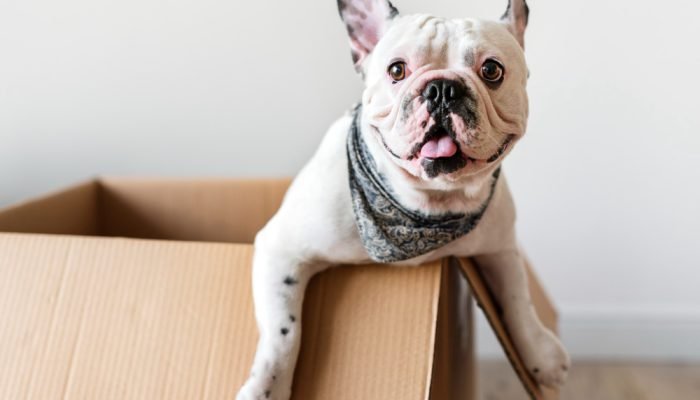 bulldog-frances-dentro-de-uma-caixa.jpg bulldog-frances-dentro-de-uma-caixa.jpg