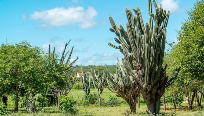 caatinga-brasileira-.jpg caatinga-brasileira-.jpg