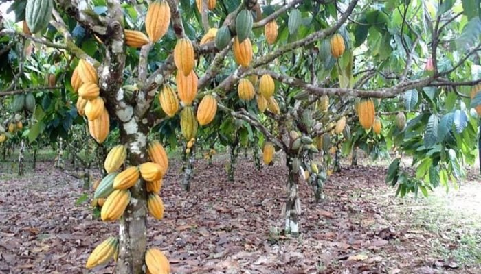 cacau-selo-verde.jpg cacau-selo-verde.jpg