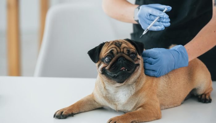 cachorro-Pug-tomando-vacina.jpg cachorro-Pug-tomando-vacina.jpg