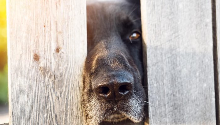 cachorro-atras-de-uma-cerca.jpg cachorro-atras-de-uma-cerca.jpg