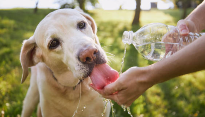 cachorro-bebendo-agua-1.png cachorro-bebendo-agua-1.png