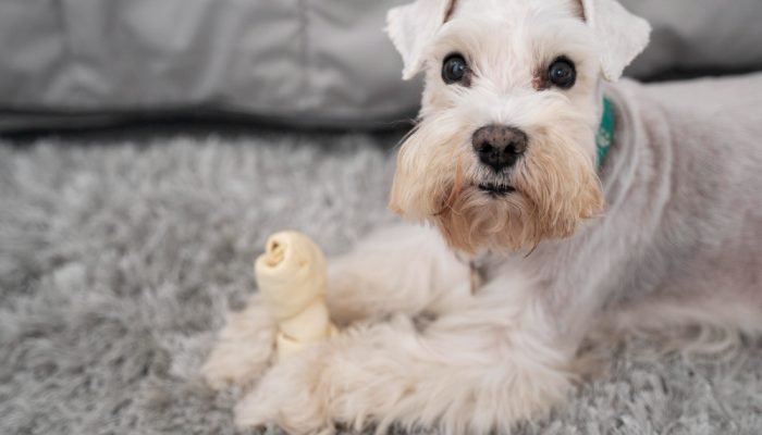 cachorro-branco-segurando-brinquedo.jpg cachorro-branco-segurando-brinquedo.jpg