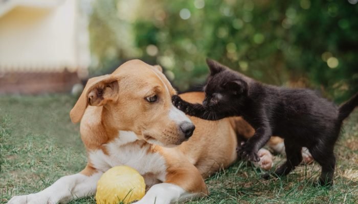 cachorro-brincando-com-gato.jpg cachorro-brincando-com-gato.jpg