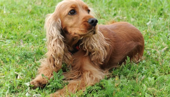 cachorro-cocker-spaniel.jpg cachorro-cocker-spaniel.jpg