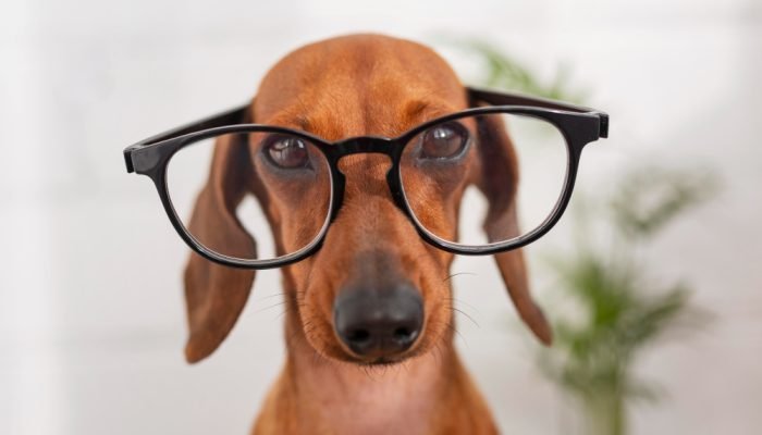 cachorro-dashund-de-oculos.jpg cachorro-dashund-de-oculos.jpg
