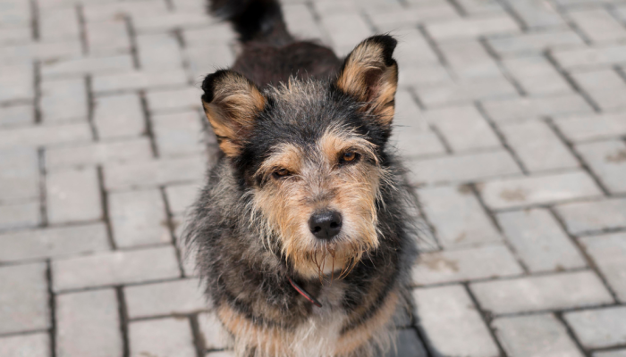 cachorro-de-rua.png cachorro-de-rua.png