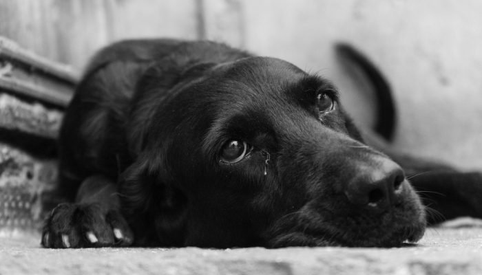 cachorro-deitado-em-preto-e-branco.jpg cachorro-deitado-em-preto-e-branco.jpg