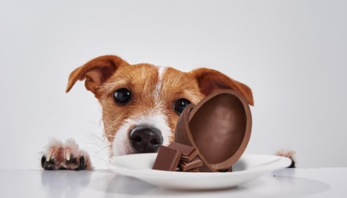 cachorro-e-chocolate.png cachorro-e-chocolate.png