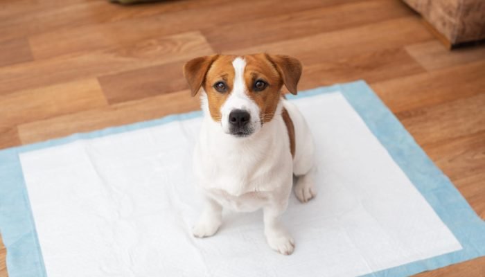 cachorro-em-cima-de-uma-tapete-higienico.jpg cachorro-em-cima-de-uma-tapete-higienico.jpg