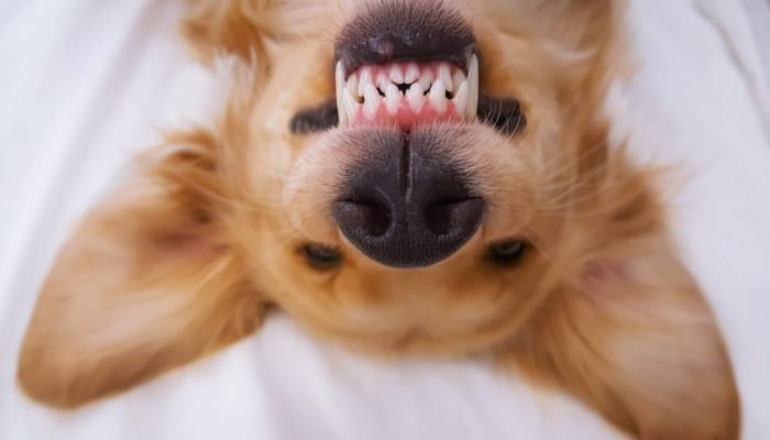 cachorro-golden-retriever-deitado-mostrando-os-dentes-scaled.jpg cachorro-golden-retriever-deitado-mostrando-os-dentes-scaled.jpg
