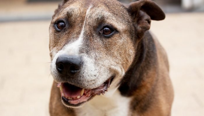 cachorro-idoso.jpg cachorro-idoso.jpg