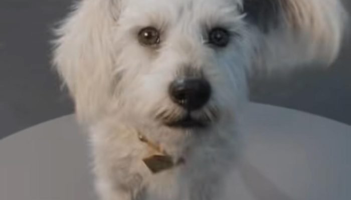 cachorro-krypto.jpeg cachorro-krypto.jpeg