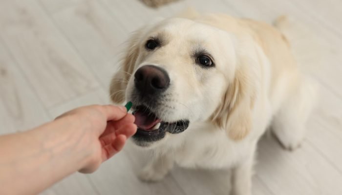 cachorro-labrador-tomando-remedio.jpg cachorro-labrador-tomando-remedio.jpg