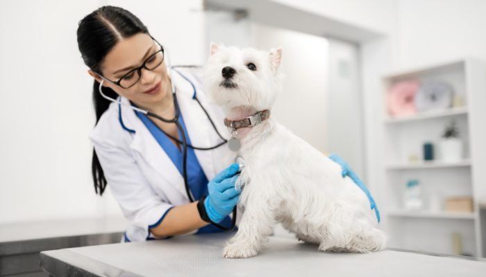 cachorro-no-veterinario.jpg cachorro-no-veterinario.jpg