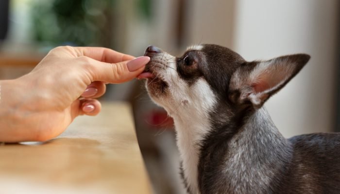 cachorro-tomando-remedio.jpg cachorro-tomando-remedio.jpg