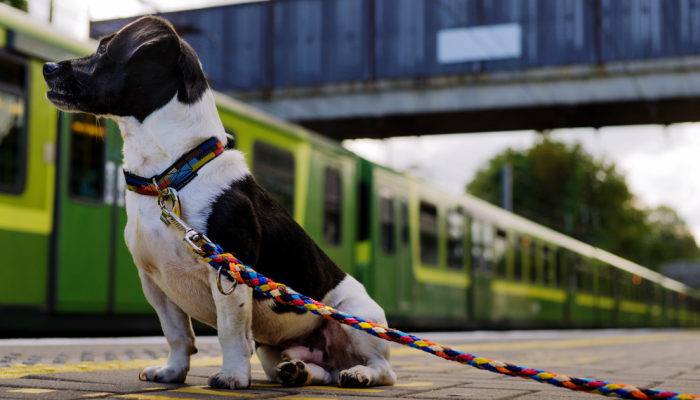 cachorro-trem.png cachorro-trem.png
