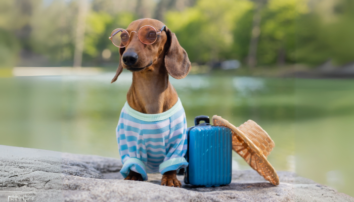 cachorro-turista.png cachorro-turista.png