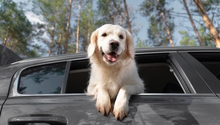 cachorro-viajando-de-carro.jpg