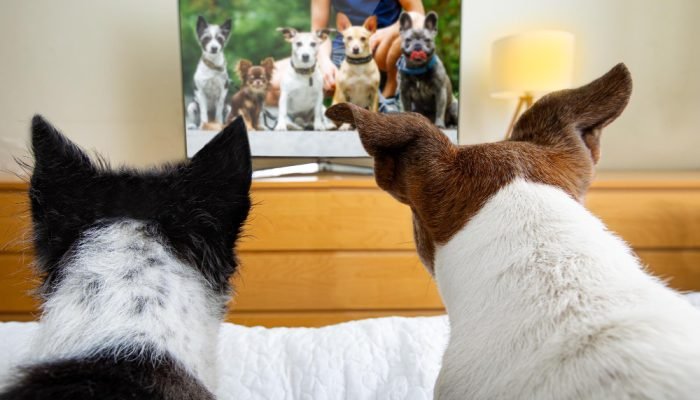 cachorros-assistindo-tv.jpg cachorros-assistindo-tv.jpg