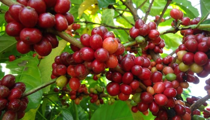 cafe-3-1536×1152.jpg cafe-3-1536x1152.jpg
